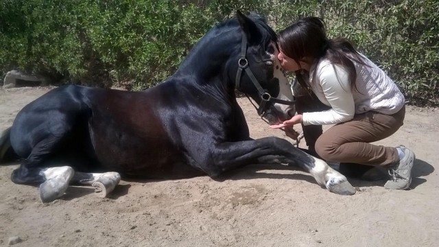 caballo voluntario2